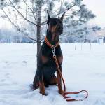 Alexa Profile Picture